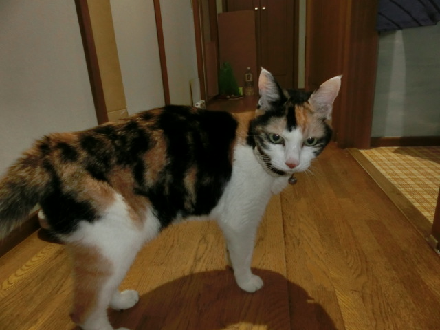 c0194042_20375375.jpg