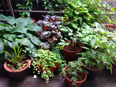 e0001860_8385674.jpg
