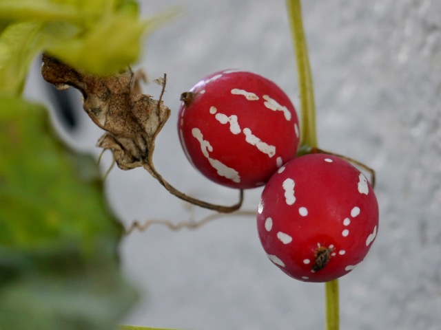 d0088184_2291724.jpg