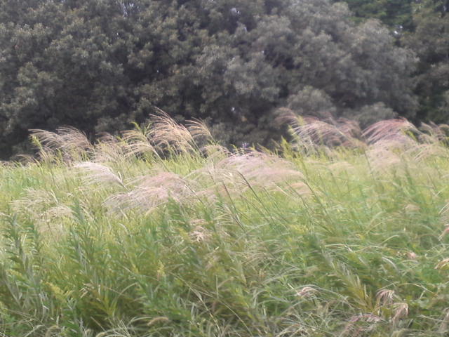 a0185007_20295919.jpg