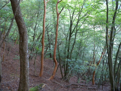 e0272335_203183.jpg