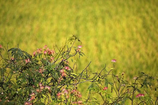 a0242438_2312989.jpg