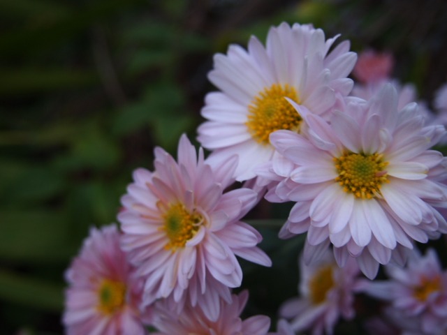 c0117239_9411155.jpg