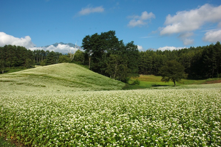 c0002943_1735484.jpg