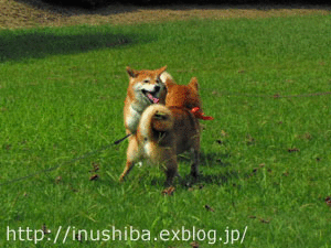 a0286855_13571218.gif