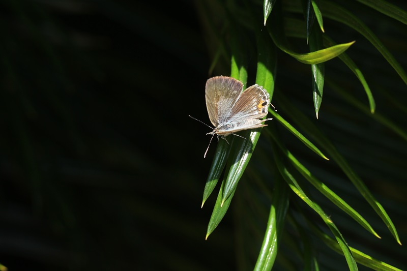 b0088772_9314060.jpg