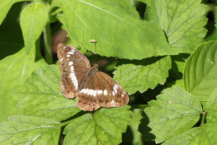 b0088772_9532183.jpg
