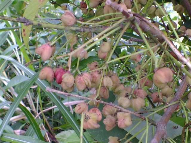 e0145782_17531994.jpg