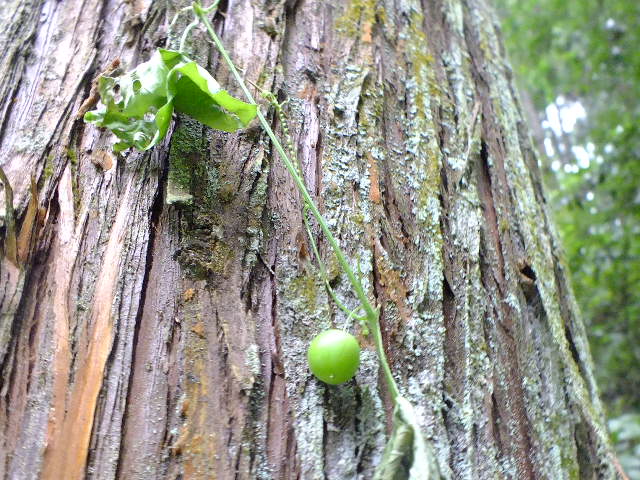 e0145782_17573593.jpg