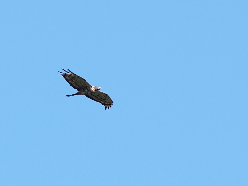 f0055184_228117.jpg