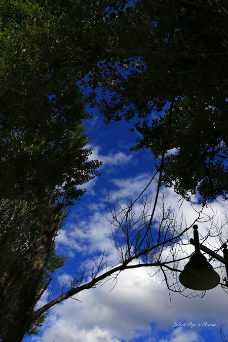f0001895_17383510.jpg