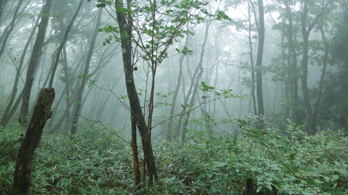 c0051105_14282422.gif