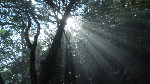 c0051105_15495419.gif