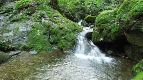 c0051105_16265775.gif