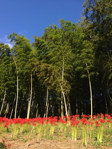 f0162908_2046153.jpg