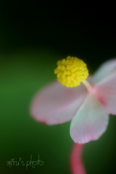 c0037519_7491870.jpg