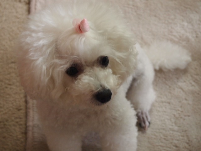 c0117239_982850.jpg