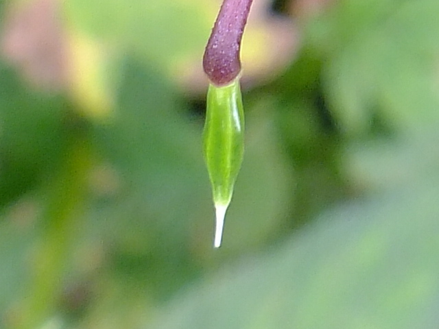 e0145782_10215516.jpg