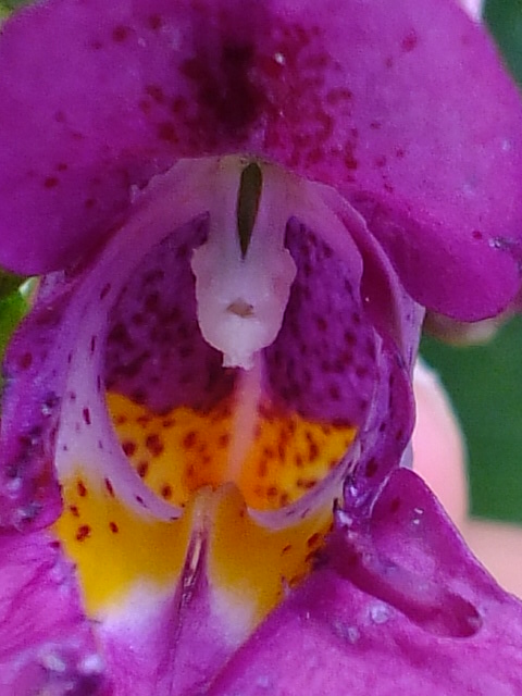e0145782_1021812.jpg