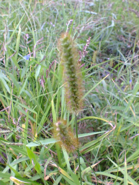 e0145782_10272465.jpg