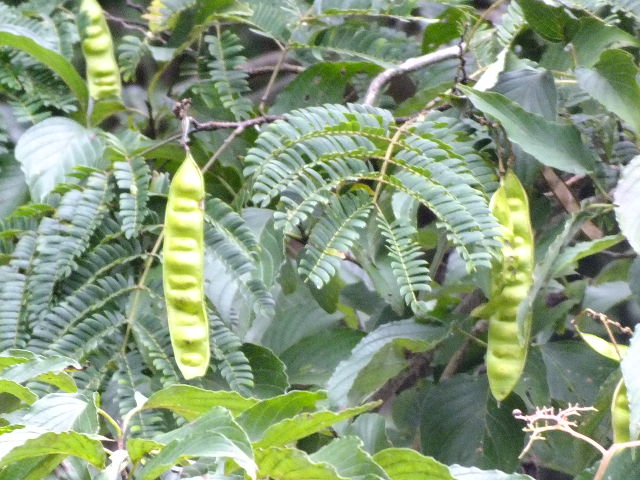 e0145782_10293845.jpg