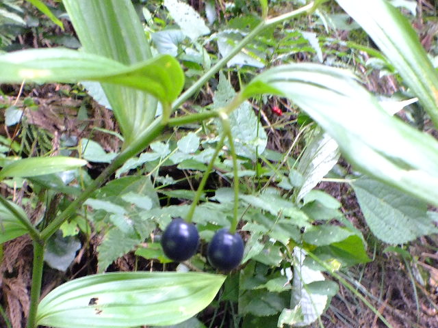 e0145782_10315441.jpg