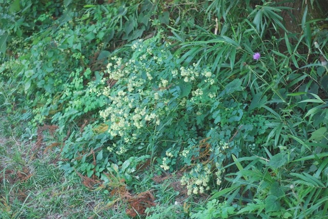 e0025300_1711198.jpg