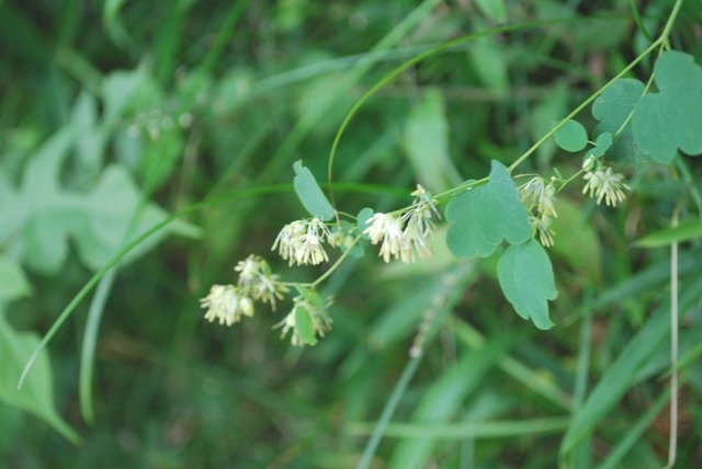 e0025300_17161516.jpg