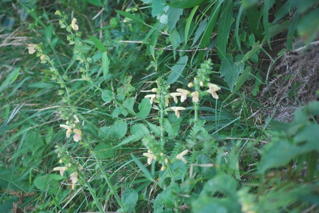 e0025300_1721336.jpg