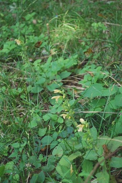 e0025300_17221841.jpg