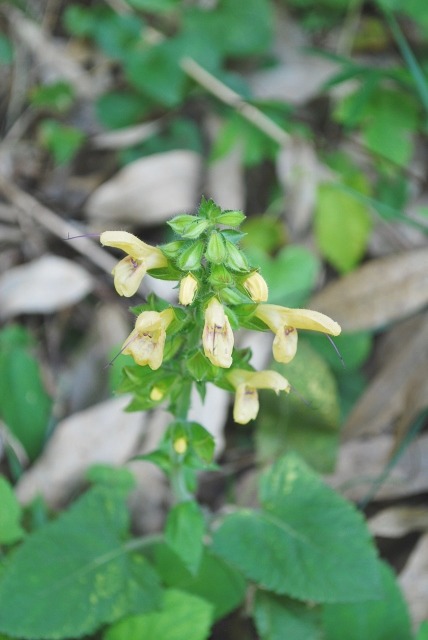 e0025300_17233958.jpg