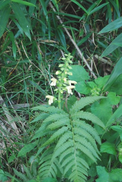 e0025300_17235981.jpg