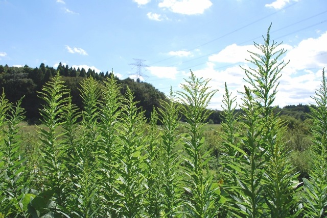 e0025300_1741184.jpg
