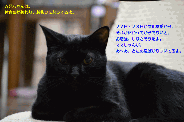 c0136736_1723570.gif