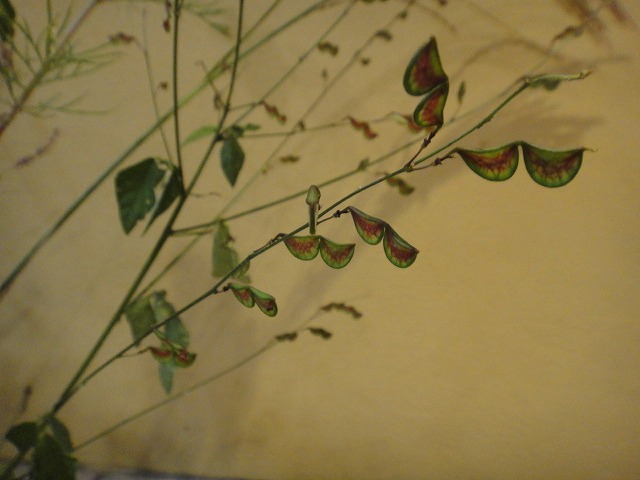 f0208737_8195916.jpg