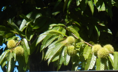 a0142343_6145636.jpg