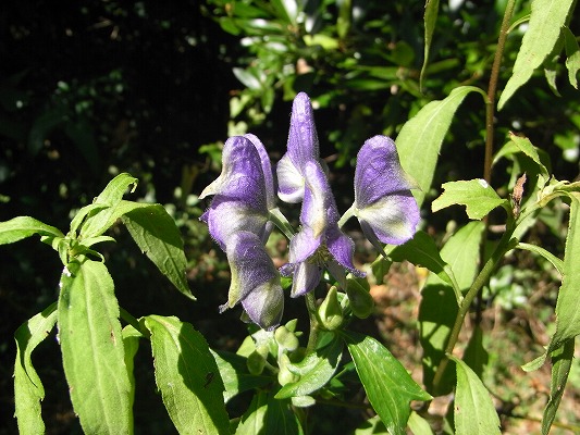 f0187402_17104132.jpg
