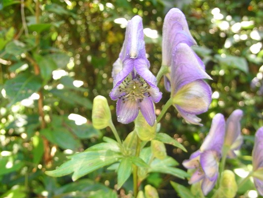 f0187402_1785796.jpg
