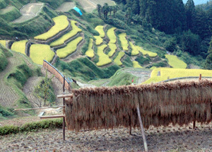 c0168815_4102225.jpg