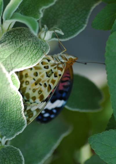 f0147025_725410.jpg