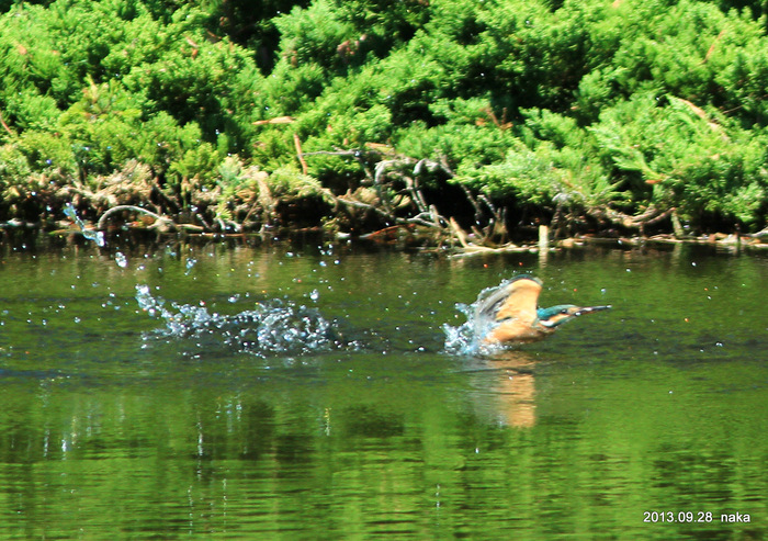 f0281533_1182731.jpg