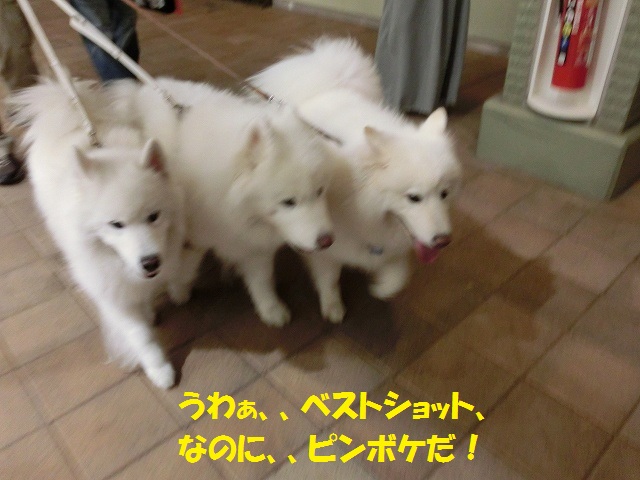e0196135_2022452.jpg