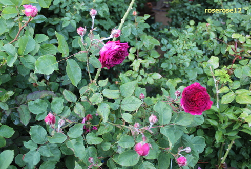 a0249051_339776.jpg
