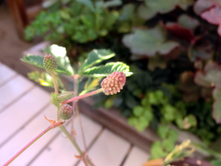 d0198667_80151.jpg