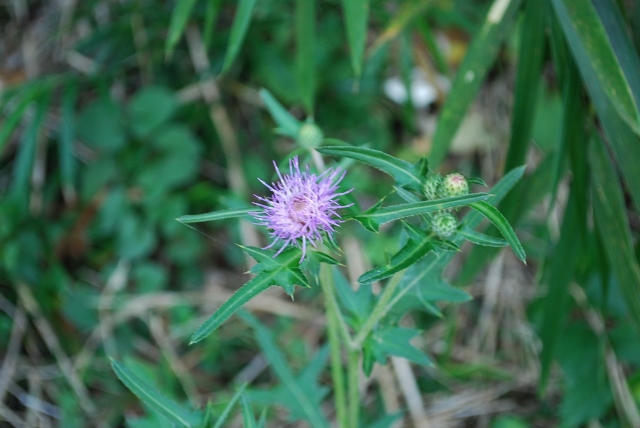 e0025300_19295510.jpg
