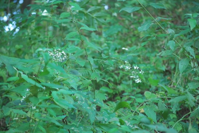 e0025300_193848.jpg