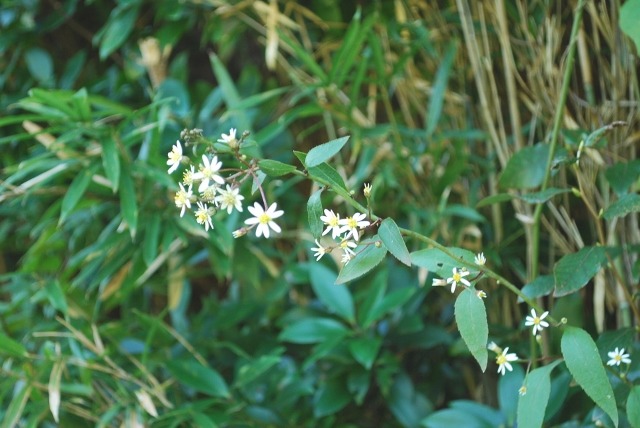 e0025300_19394562.jpg