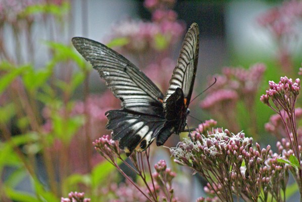 c0042418_8113581.jpg
