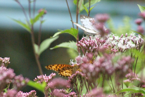 c0042418_88924.jpg