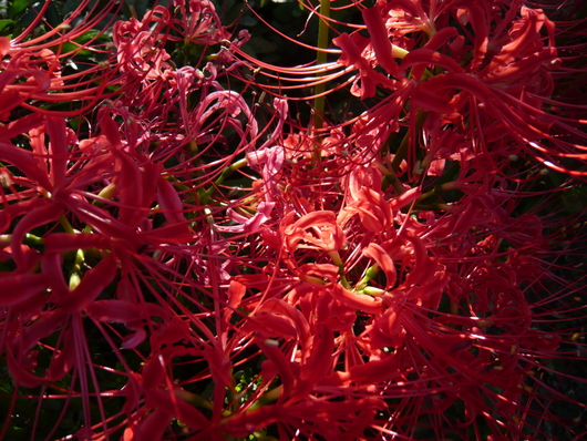 a0206332_7214161.jpg